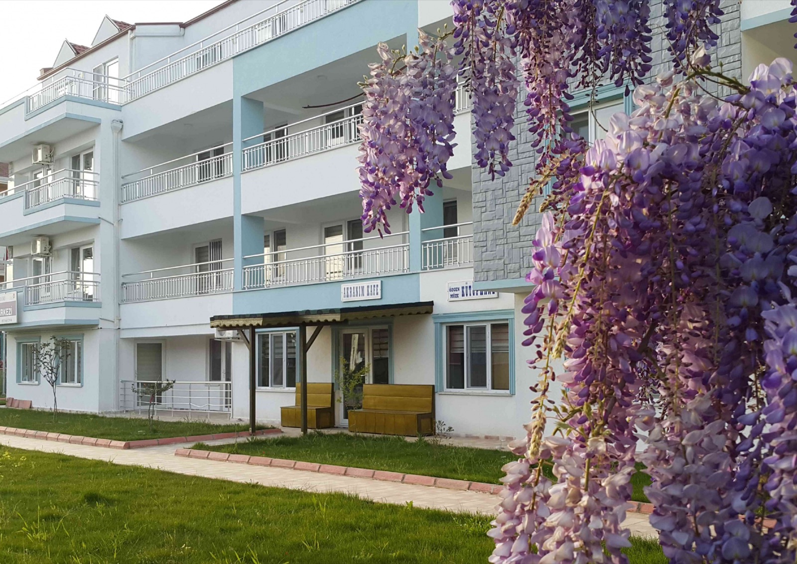 Mor salkımlı bahçe cephesi